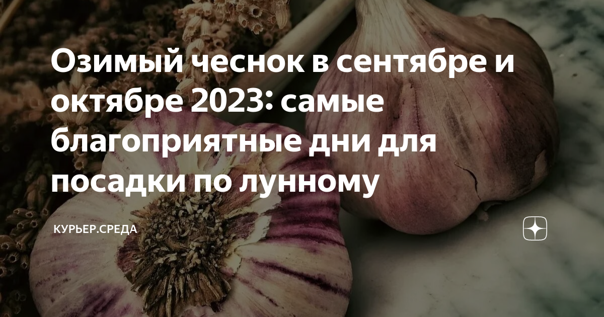 Озимый чеснок по лунному календарю 2024 Озимый чеснок в сентябре и октябре 2023: самые благоприятные дни для посадки по 