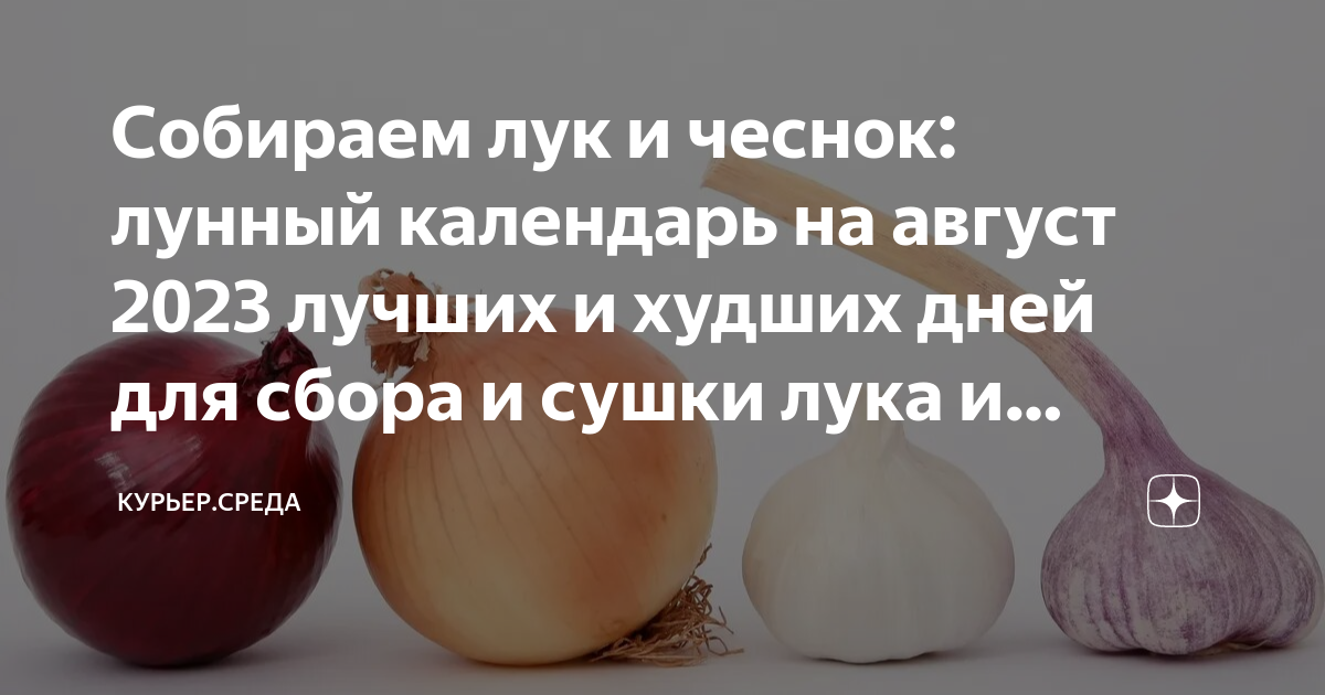 Озимый чеснок по лунному календарю 2024 Собираем лук и чеснок: лунный календарь на август 2023 лучших и худших дней для 