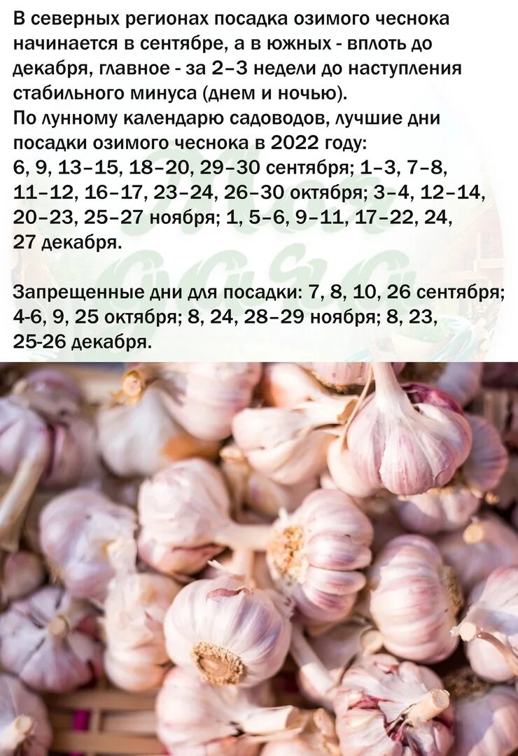 Озимый чеснок по лунному календарю 2024 Посадка озимого чеснока в нынешнем 2022 году. 2022 Валентина Климина ВКонтакте