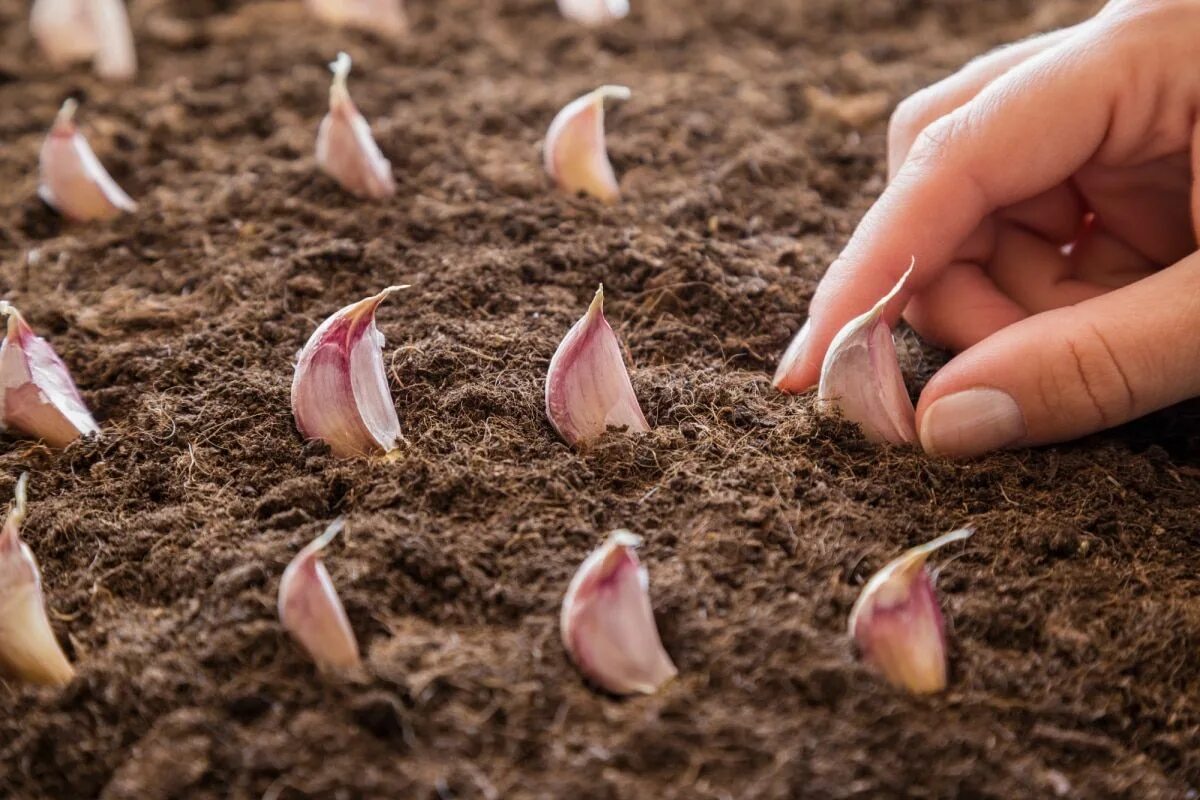 Озимый чеснок по лунному календарю 2024 Growing Garlic from Cloves in 3 Easy Steps! - My Homestead Life in 2023 Growing 