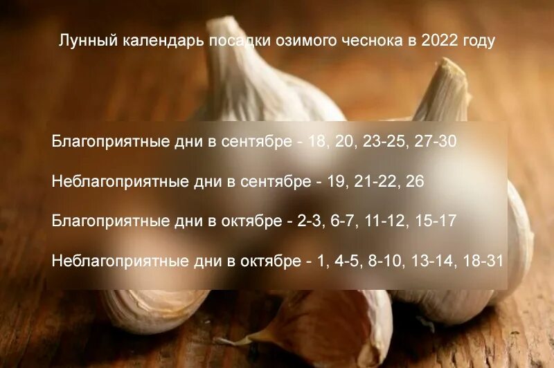 Озимый чеснок по лунному календарю 2024 Secrets of cultivation of winter garlic: when to put and how to look after to re