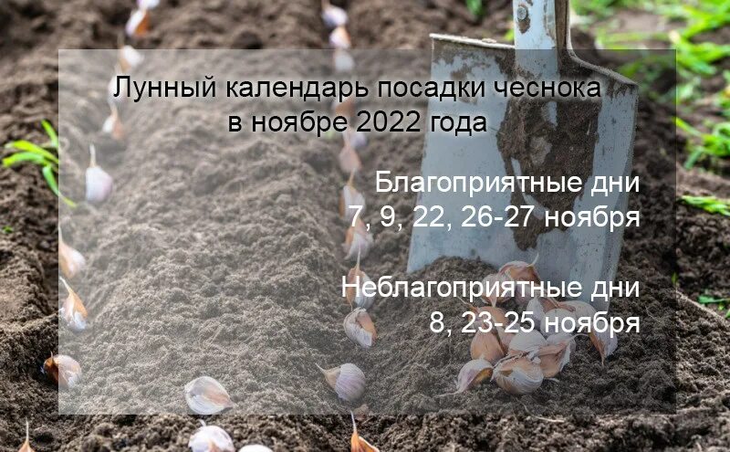 Озимый чеснок по лунному календарю 2024 Лунный календарь посадки чеснока весной: найдено 81 картинок