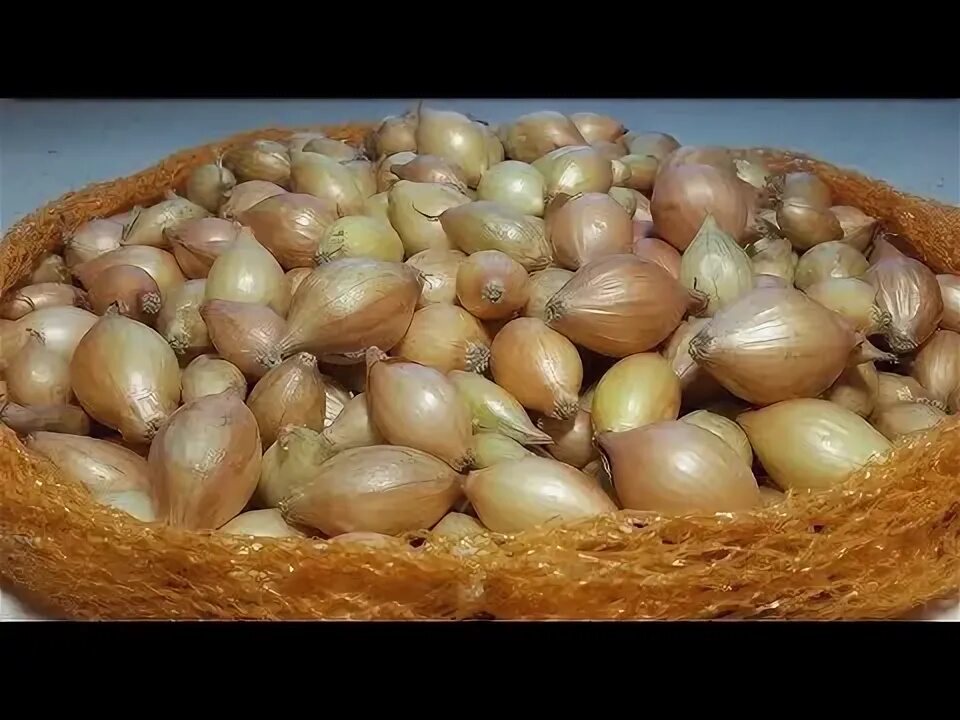 Озимый лук фото Как и Когда сажать ОЗИМЫЙ ЛУК ? - YouTube