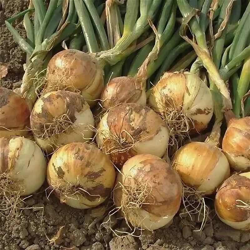 Озимый лук фото IMMEDIATE DISPATCH 500g Half Kilo SHAKESPEARE ONION SETS eBay