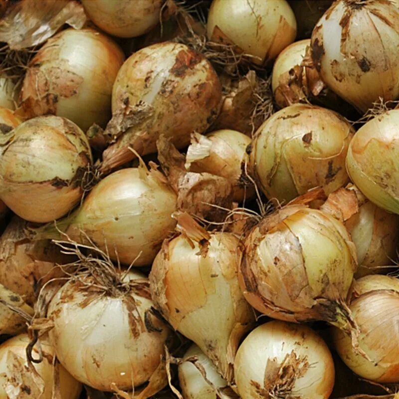 Озимый лук фото Булат семена лука озимого купить от Lucky Seed, цена в интернет-магазине Суперма