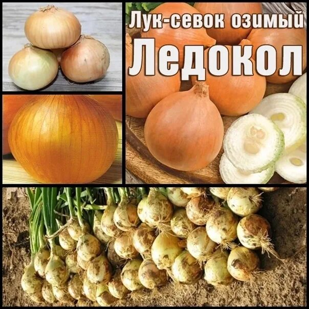Озимый лук ледокол описание и отзывы фото Уже в продаже!!!! Озимый лук севок : ЛЕДОКОЛ СЕНШУЙ ЕЛОУ ГЛОБ ШТУТТГАРТЕР.. 2023