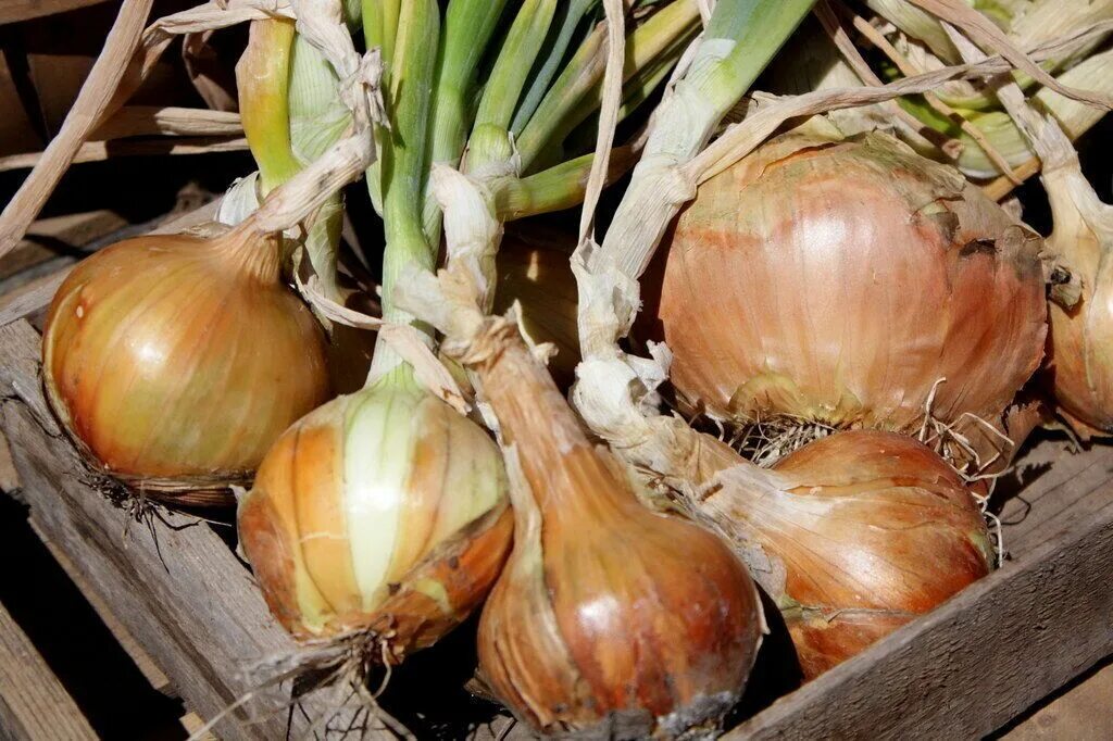 Озимый лук радар описание отзывы и фото Лук Радар - описание сорта, фото, отзывы Vegetables, Onion
