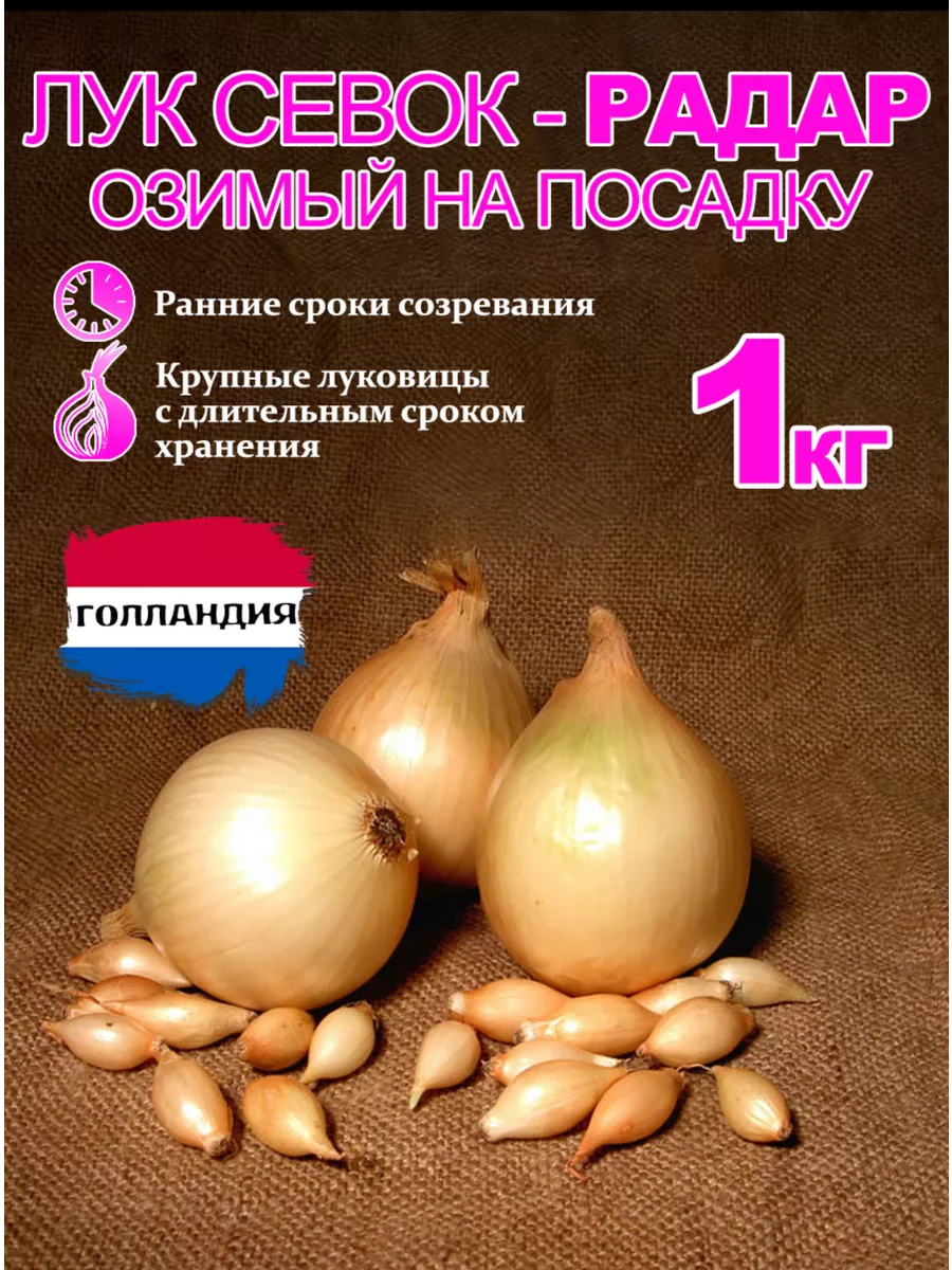 Озимый лук радар описание отзывы и фото Лук радар Фитостудия-63.ру