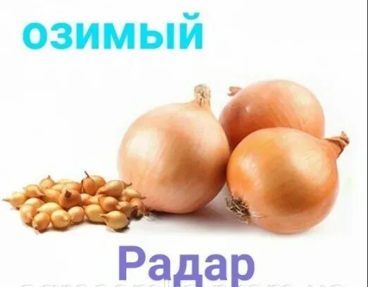 Озимый лук радар описание отзывы и фото 230р 0,5кгОзимый лук РадарИмеет темно-зеленые перья, с легким восковым налетом, 