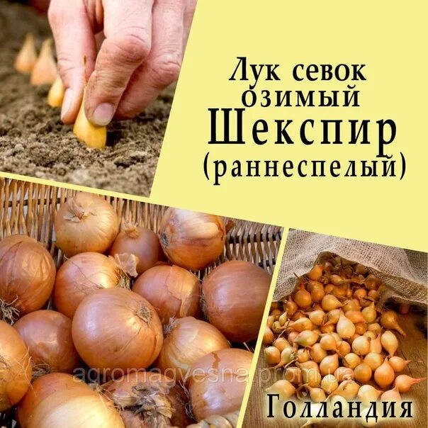 Озимый лук сеншуй описание отзывы и фото Лук севок Шекспир озимый р-р 14/21, 0,45 кг - купить выгодно!