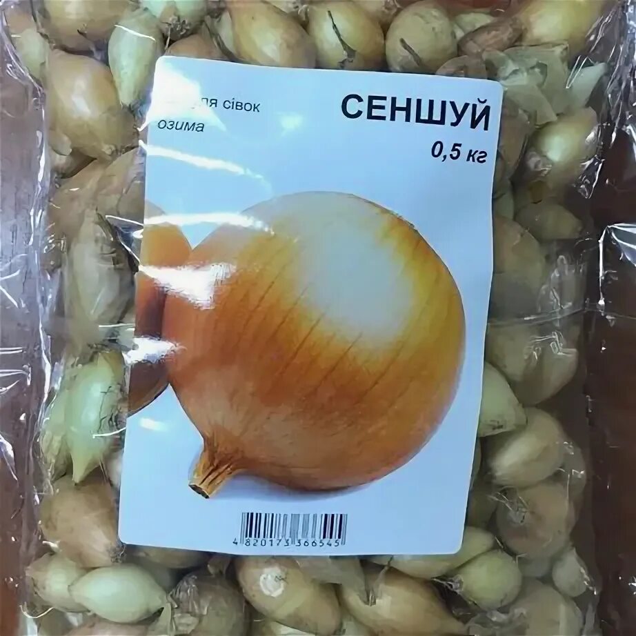 Озимый лук сеншуй описание отзывы и фото Лук Севок Озимый - Сад / город - OLX.ua