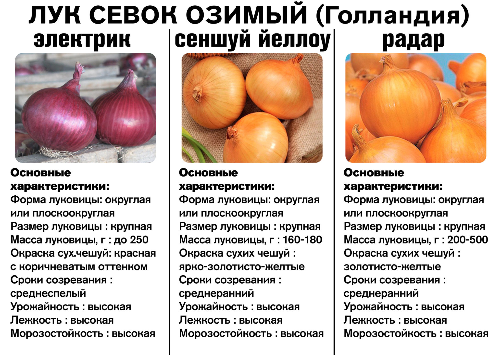 Озимый лук сеншуй описание отзывы и фото Озимый лук поступление 14.09.2023г * СадиСам