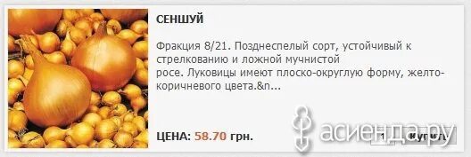 Озимый лук сеншуй описание отзывы и фото Лук сеншуй описание сорта Фитостудия-63.ру