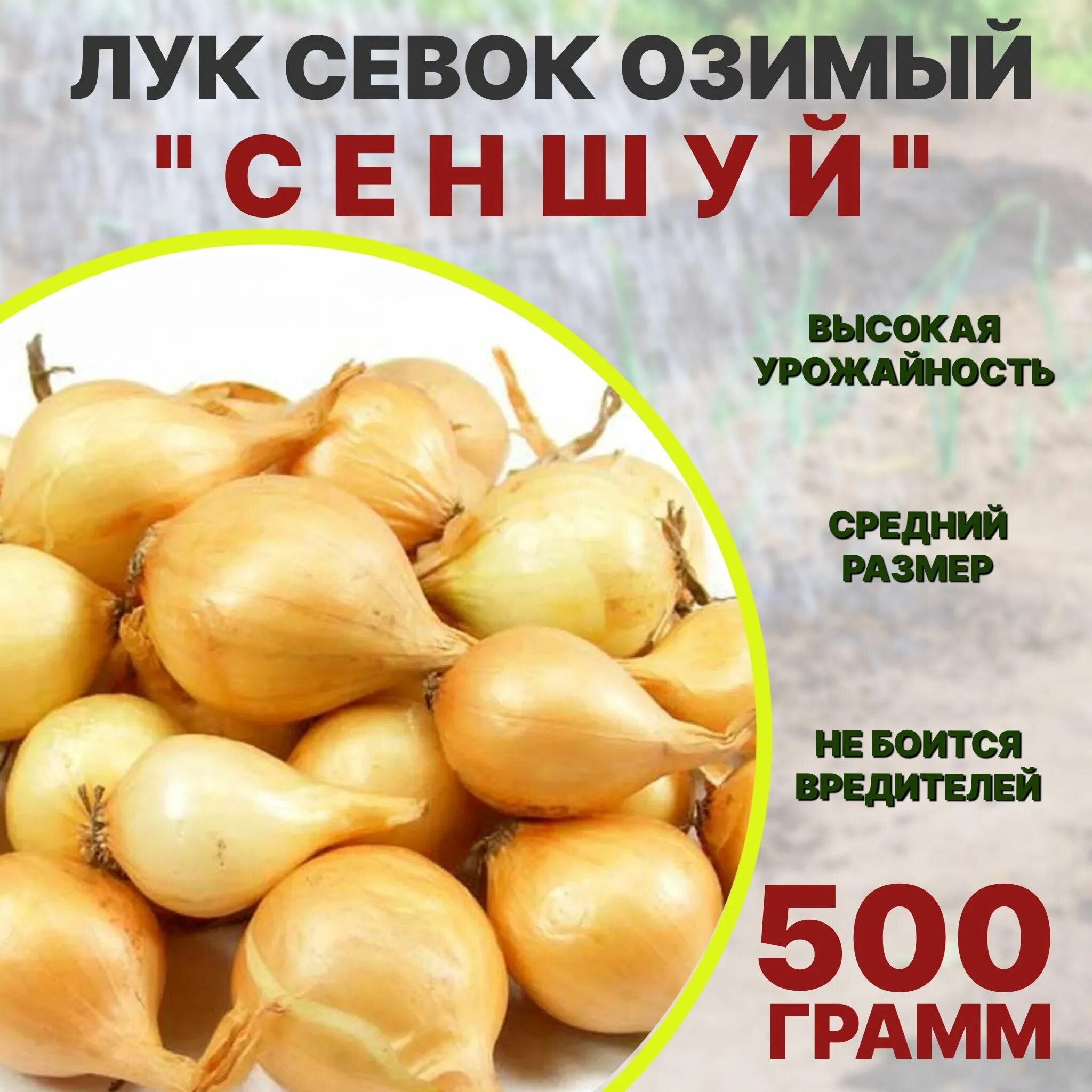 Озимый лук сеншуй описание отзывы и фото Луковицы Лук севок koiko купить по выгодной цене в интернет-магазине OZON (71439