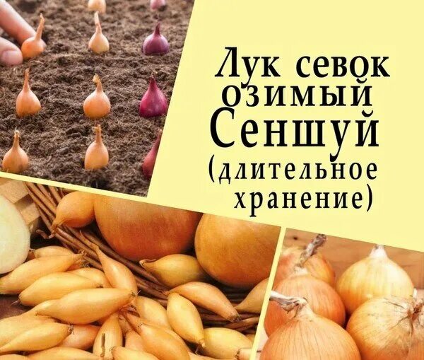 Озимый лук сеншуй описание отзывы и фото Еще пять сортов лука, которые отлично подходят для посадки поздней осенью. Выбер