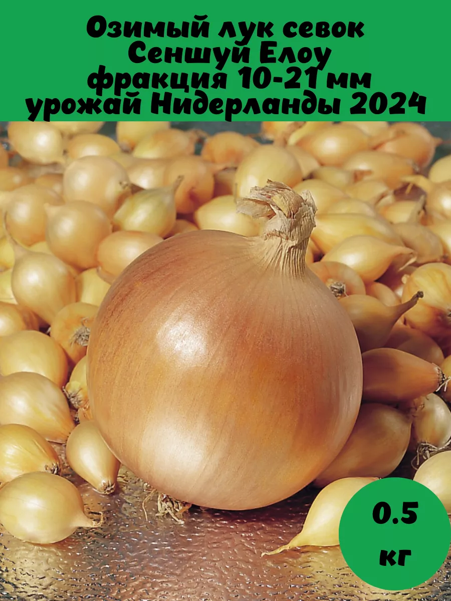 Озимый лук сеншуй описание отзывы и фото Лук севок для посадки Сеншуй озимый 0,5 кг Сеншу BelGarden купить в интернет-маг