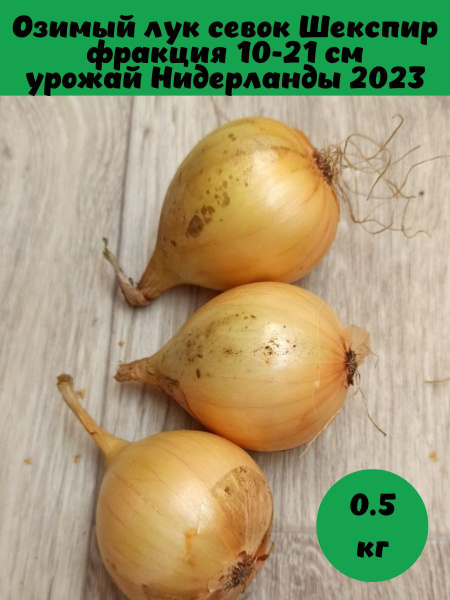 Озимый лук сеншуй описание отзывы и фото Луковицы Лук МинскСортСемОвощ купить по выгодной цене в интернет-магазине OZON (