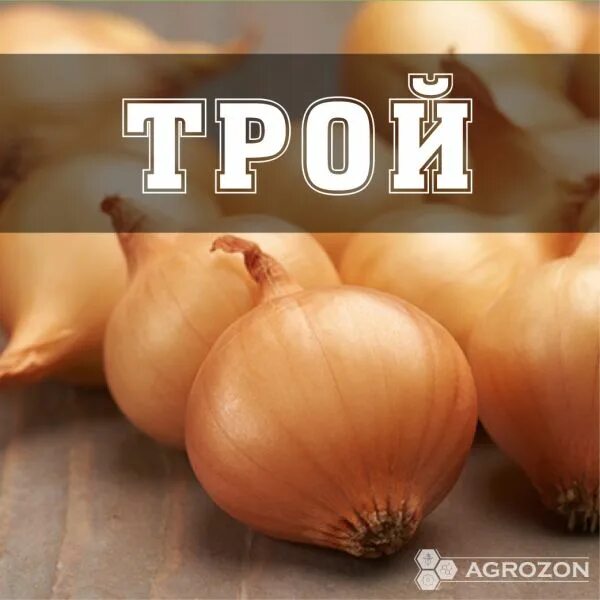 Озимый лук трой описание сорта фото Сорт репчатого лука трой фото
