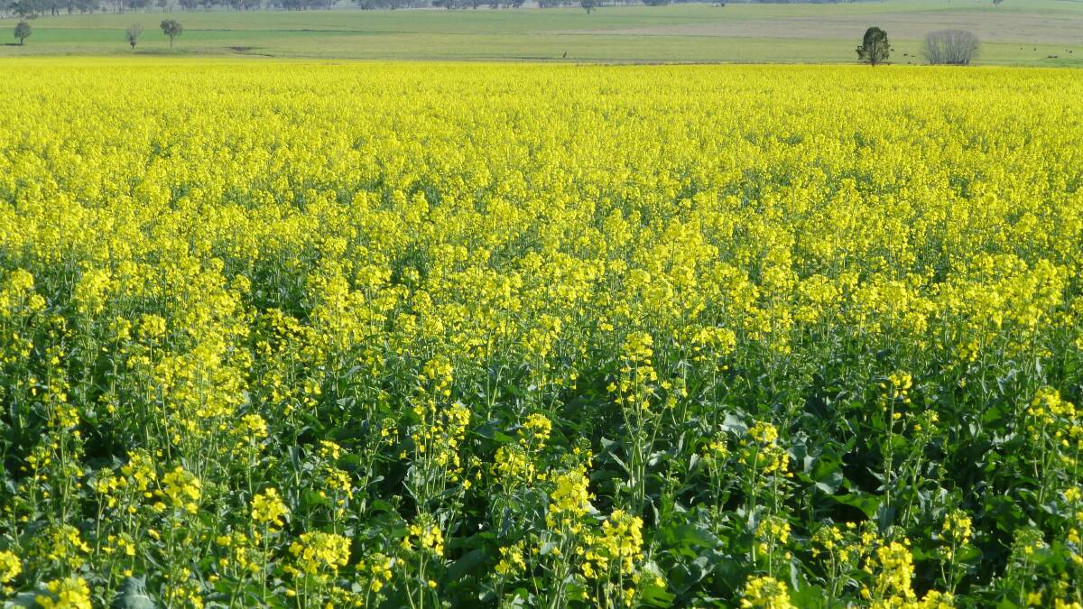 Озимый рапс фото перед зимой Match canola variety phenology with sowing time The Land NSW