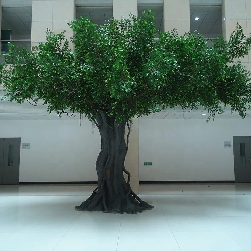 Озон дерево фото indoor banyan tree,banyan tree plant,banyan tree sale Alibaba.com