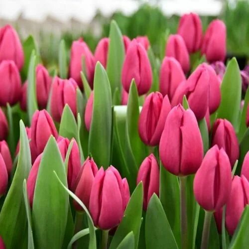 Озон тюльпан фото Tulip Purple Raven