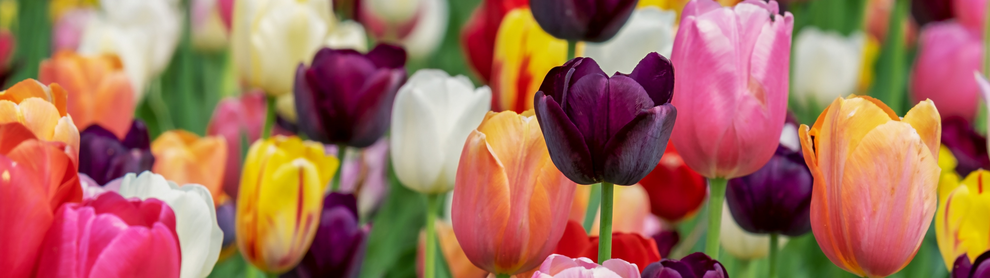 Озон тюльпан фото Colorful tulips in Bloom 5K Wallpaper
