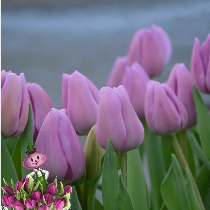 Озон тюльпан фото Луковицы Тюльпан Chipollino flowers купить по выгодной цене в интернет-магазине 