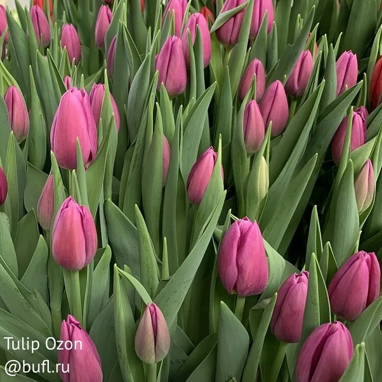 Озон тюльпан фото Tulip Ozon авторское фото BUFL.RU