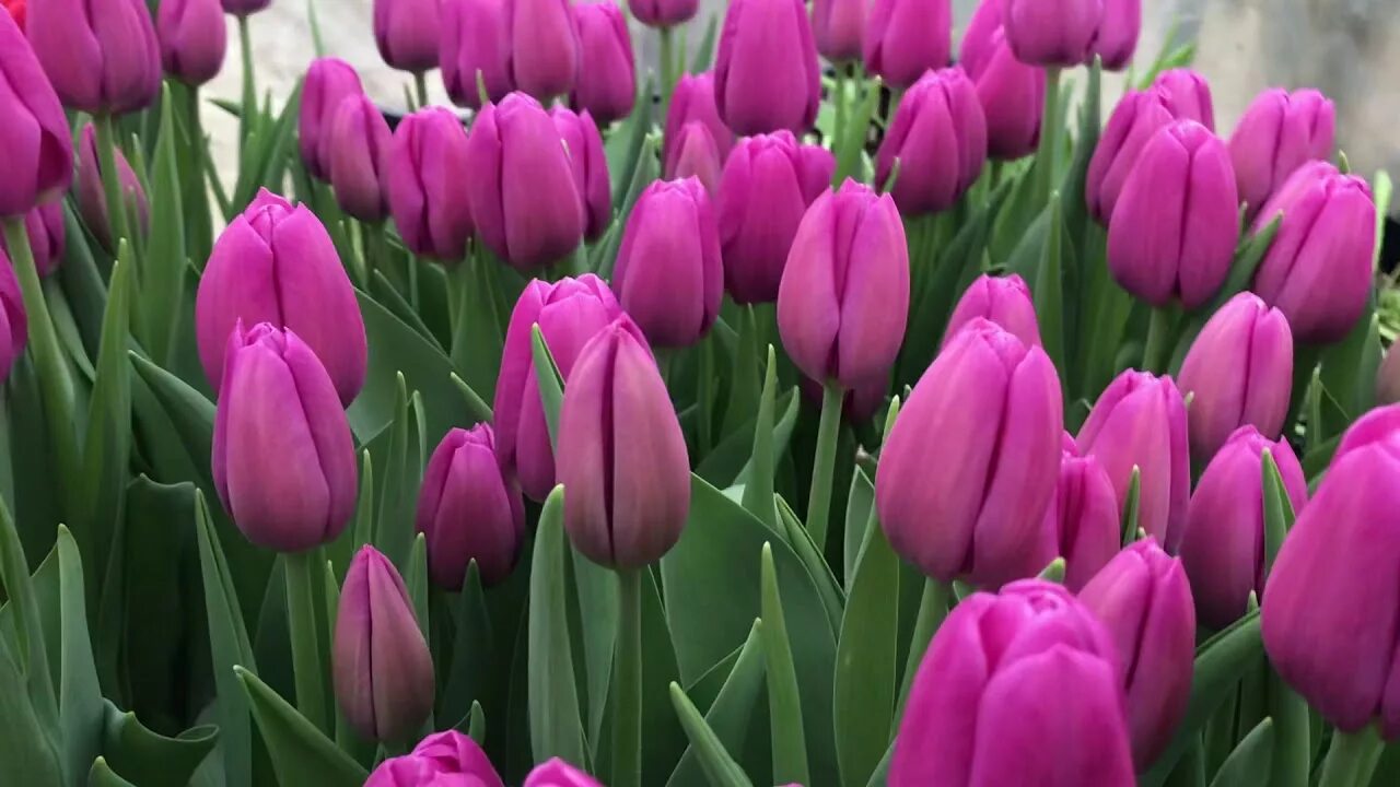 Озон тюльпан фото Сорт Ozon (Озон). Выгонка тюльпанов к 8 Марта - YouTube