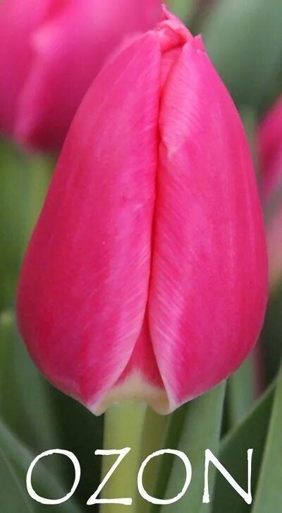 Озон тюльпан фото TULIPA