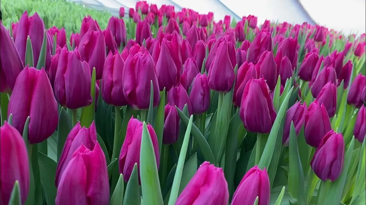 Озон тюльпан фото Сорт First Life. Выгонка тюльпанов на 8 Марта. - YouTube