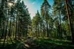 П лесное фото Безбрежные леса