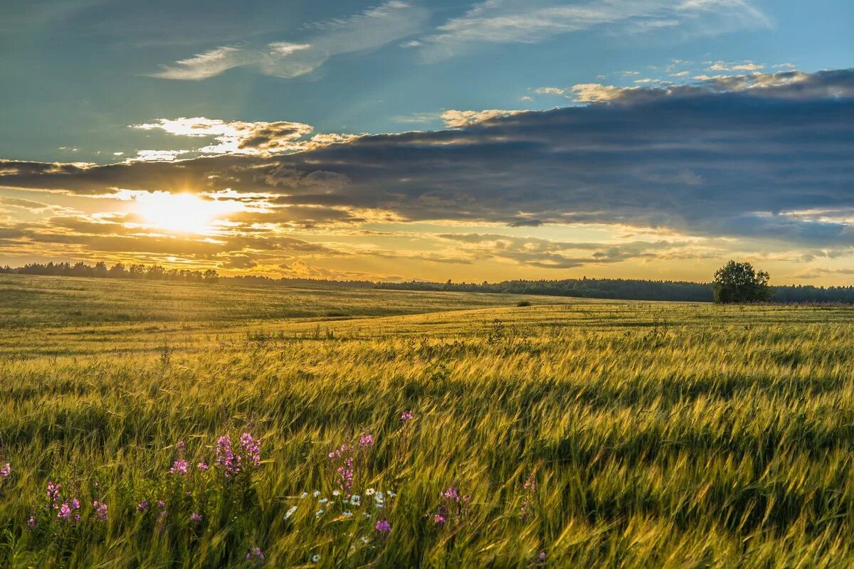 П поле фото Я люблю тебя, Россия! (Наталья Хабибова) / Проза.ру