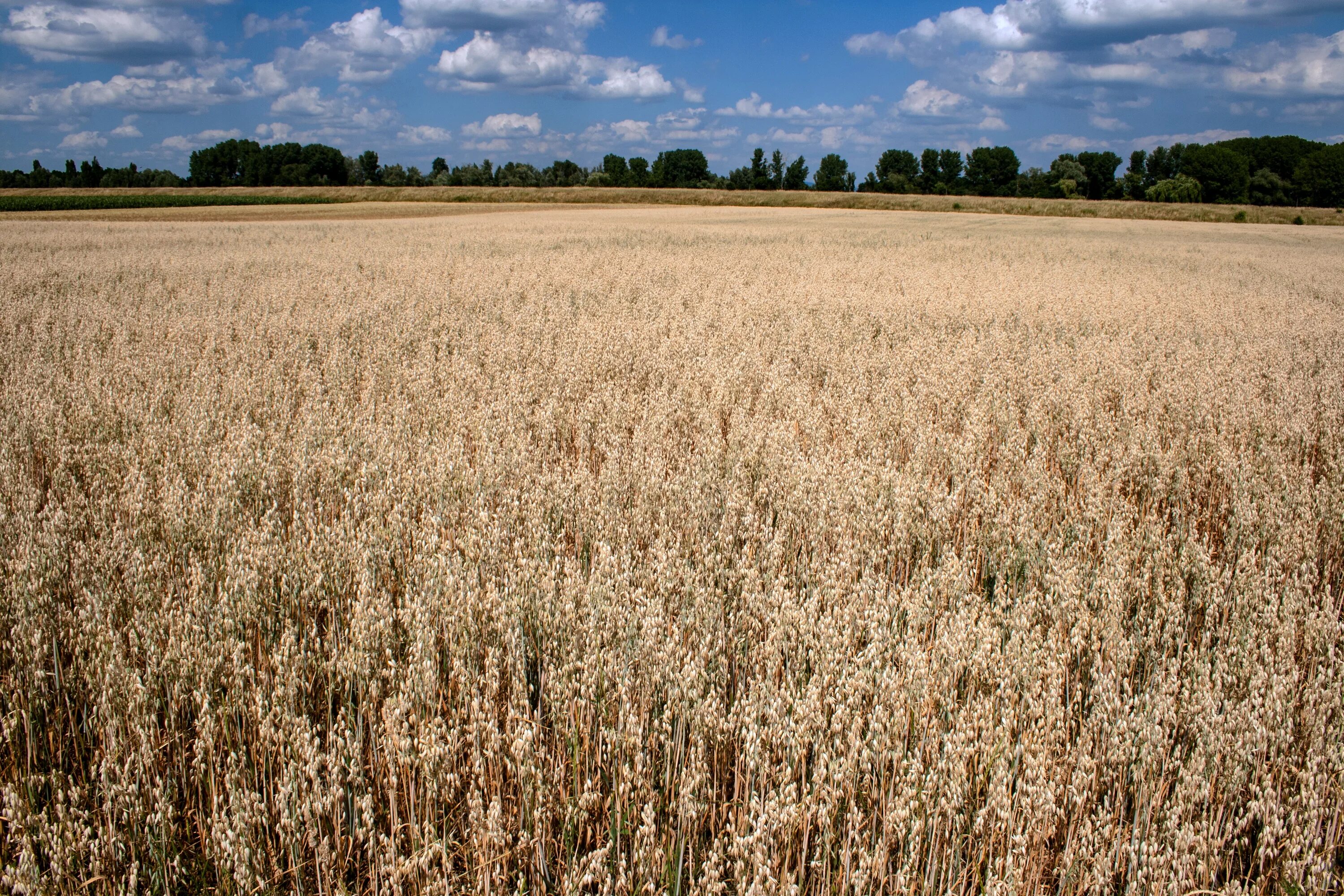 П поле фото Free Images : marsh, field, meadow, barley, wheat, prairie, crop, soil, agricult