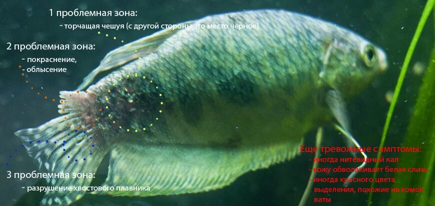 Паразиты у аквариумных рыб фото и описание Не могу вылечить болезнь кожи. - Страница 3 (Болезни аквариумных рыбок)