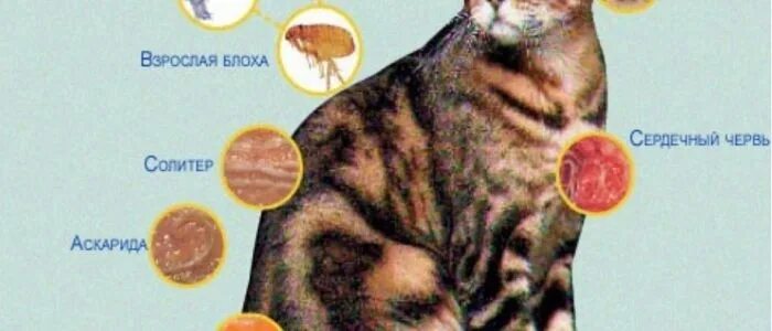 Паразиты у животных фото Кошачьи паразиты Если появляются паразиты у кошек, они могут локализоваться на к
