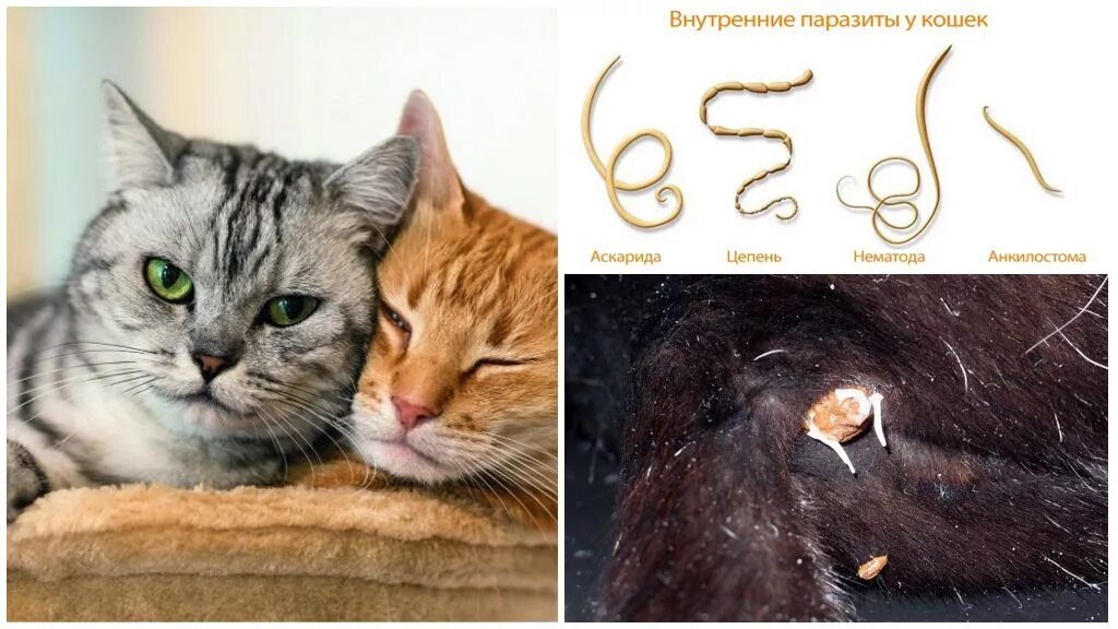 Паразиты у животных фото У кошки течет кровь из-под хвоста, из заднего прохода: в чем причина и что делат