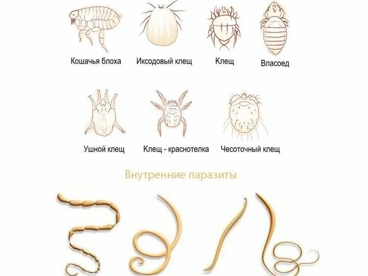 Паразиты у животных фото Новости - Страница 7 - Ветеринарный центр доктора Новичихиной А.В. в Череповце
