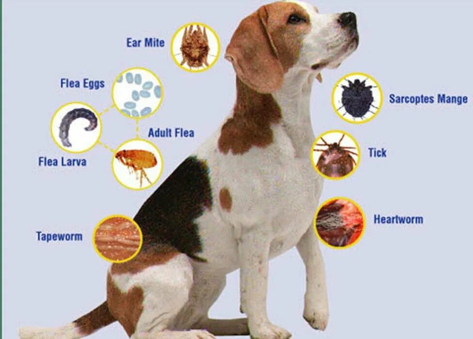 Паразиты у животных фото Cedar Grove Animal Hospital, veterinary clinic, Canada, Mission, Lougheed Highwa