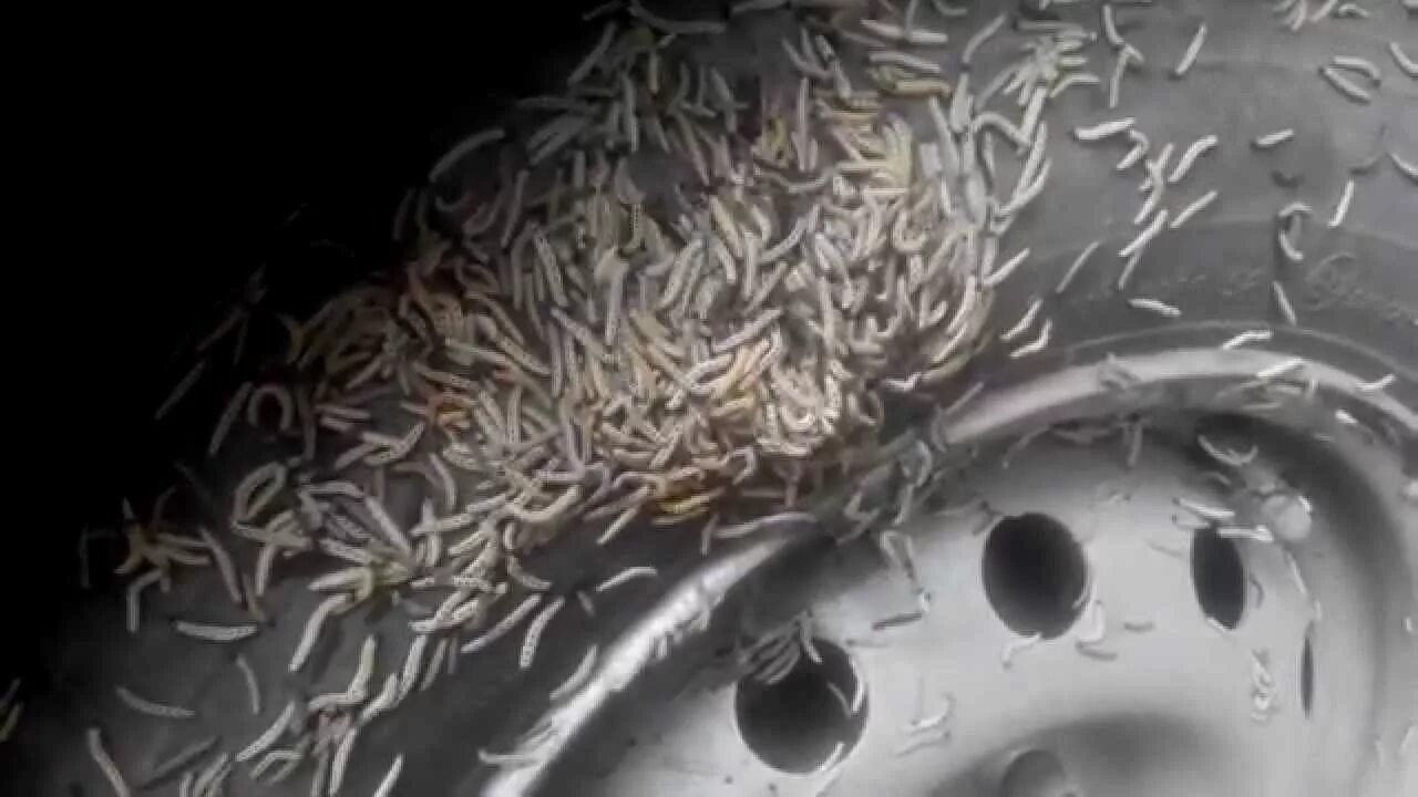 Паразиты в дикой утке фото Автомобиль съели черви - YouTube