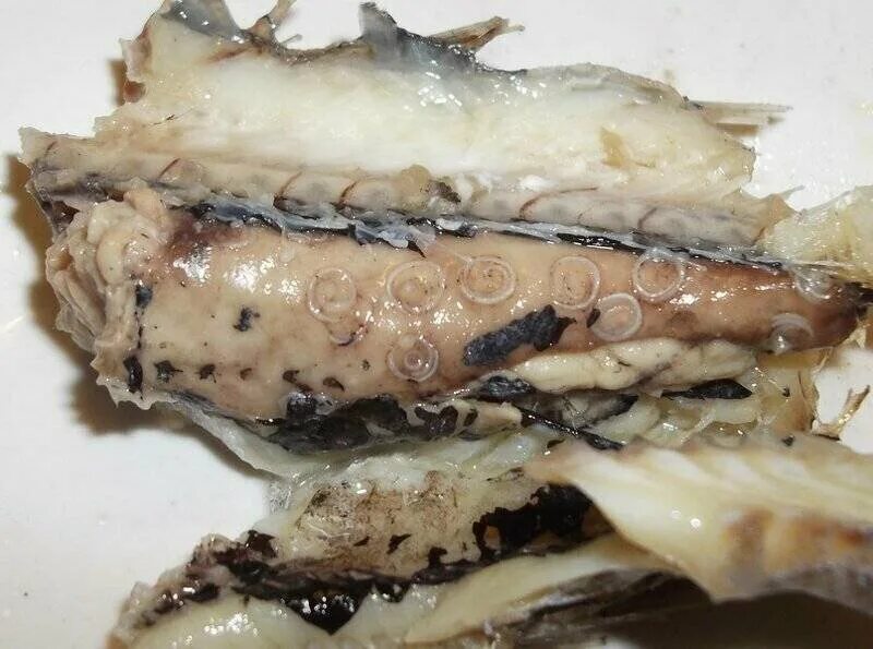 Паразиты в дикой утке фото Рыбный Гурман, рыба и морепродукты, ул. 10 лет Октября, 72, Омск - Яндекс Карты