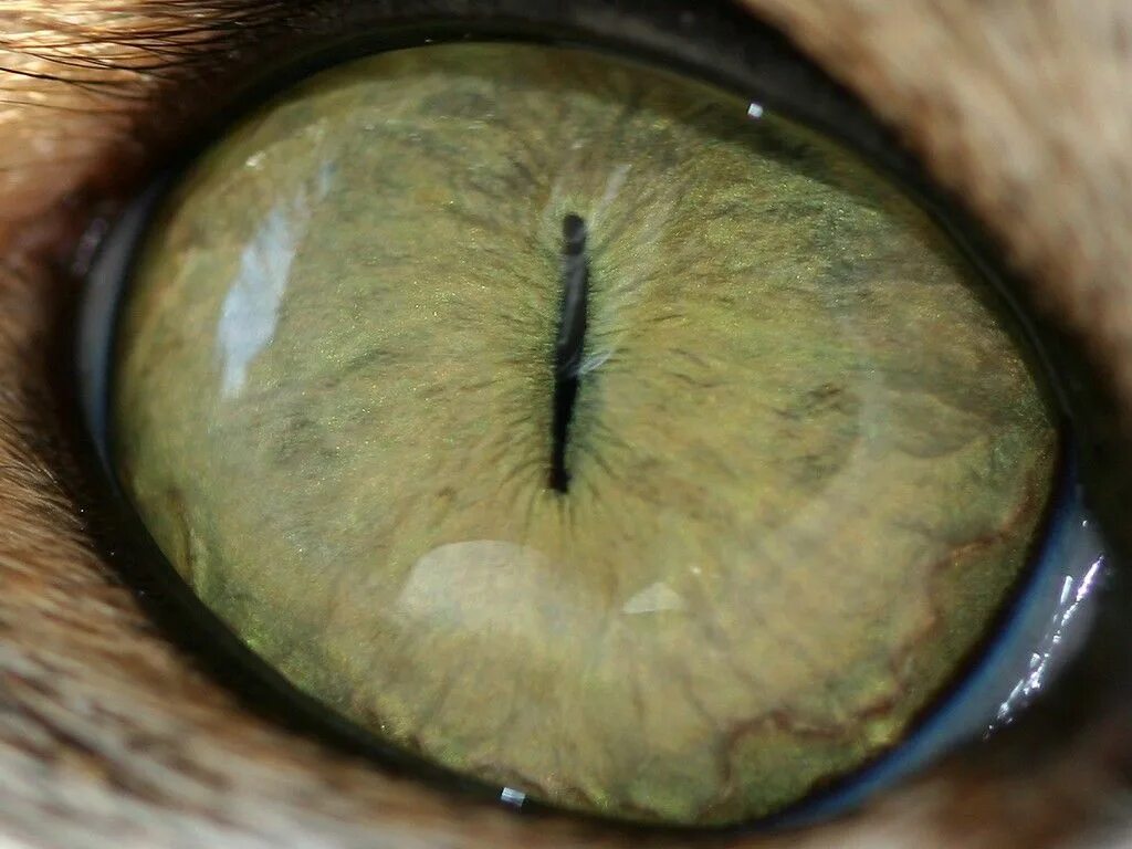 Паразиты в глазу фото Cat eye Why do cats purr, Eye art, Cool eyes