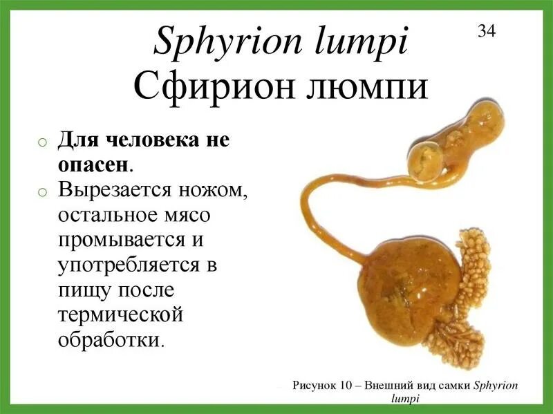 Паразиты в морском окуне фото Ответы Mail.ru: Что это такое?