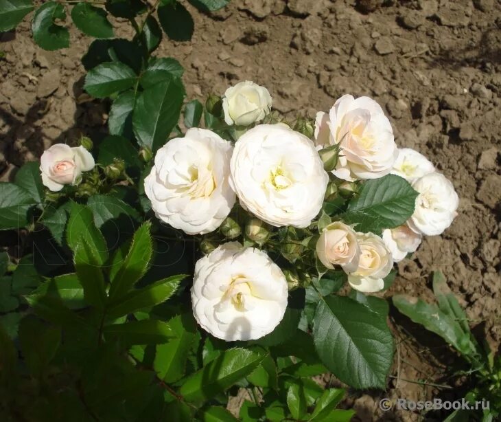 Парфе роза фото Галерея - Bouquet Parfait (LENbofa, LLX8750) - Энциклопедия роз