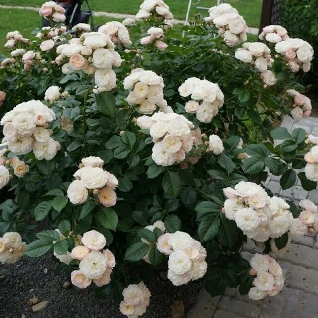 Парфе роза фото Роза Bouquet Parfait (Букет Парфе) купить в Садовом Дворике с доставкой по Росси