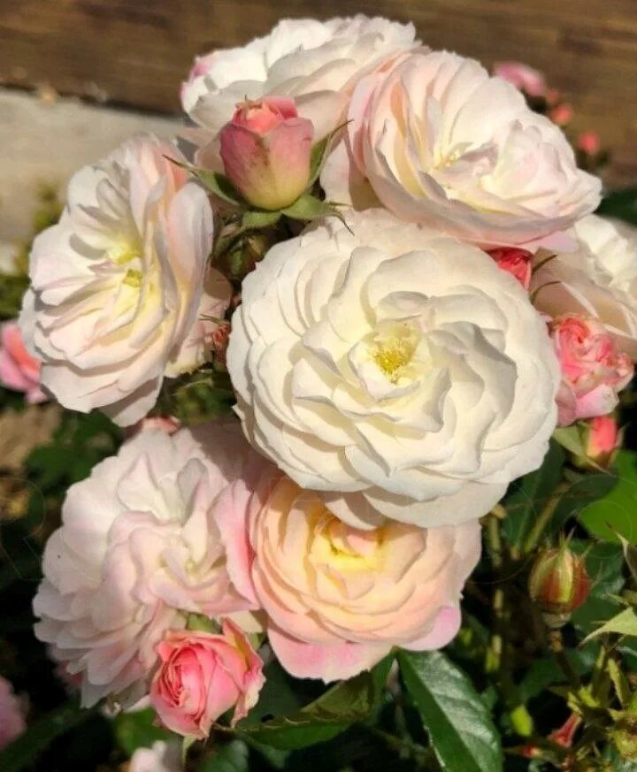 Парфе роза фото Букет Парфе (Bouquet Parfait)