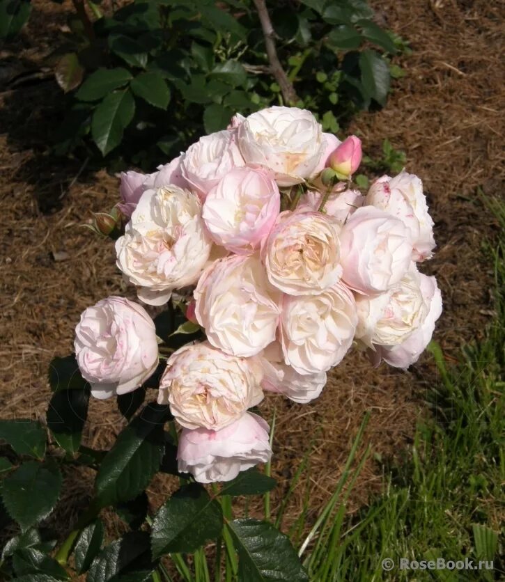Парфе роза фото Галерея - Bouquet Parfait (LENbofa, LLX8750) - Энциклопедия роз