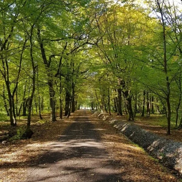 Парк ашмана в калининграде фото Парк имени Макса Ашманна " Калининградский гость