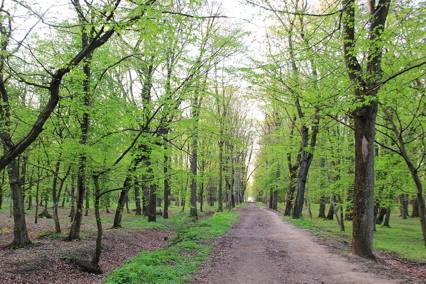 Парк ашмана в калининграде фото Парк Макса Ашманна (Макс-Ашманн-парк)