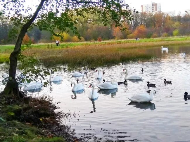 Парк ашмана в калининграде фото Парк имени Макса Ашманна " Калининградский гость